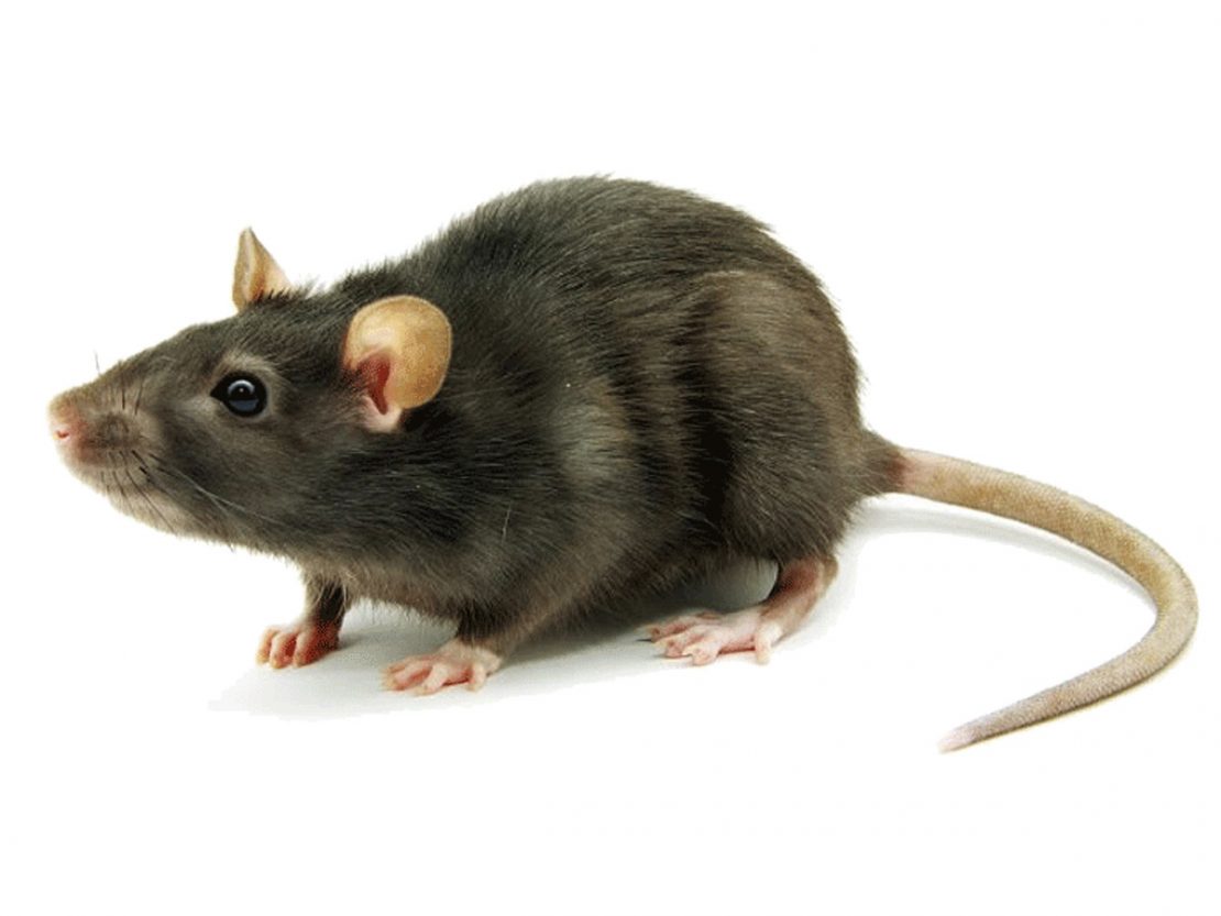 Rats - Pest Control Service in North Es**** - northes****pestcontrol.co.uk