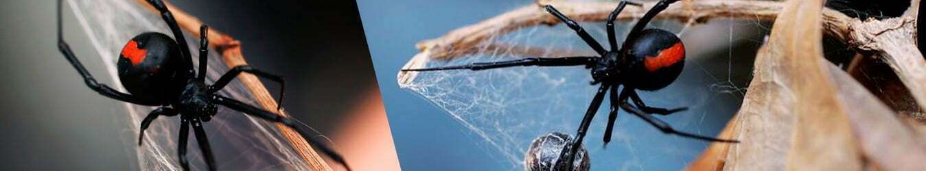 Spider Pest Control Perth, Spider Exterminator, Spider Removal