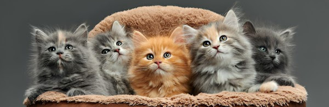 Khan kittens Cover Image